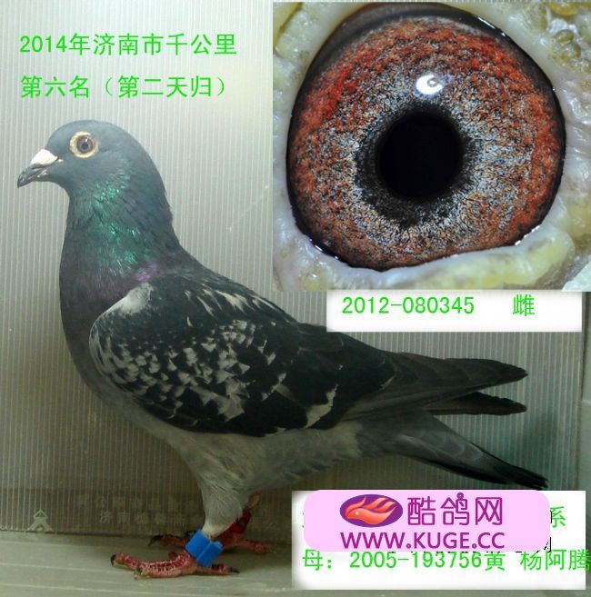 “BJL平台集团”追踪“存款变保险投诉”(图1) BJL平台